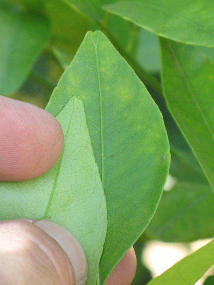                Margin (Dancy Weshart, Riverside, CA)       